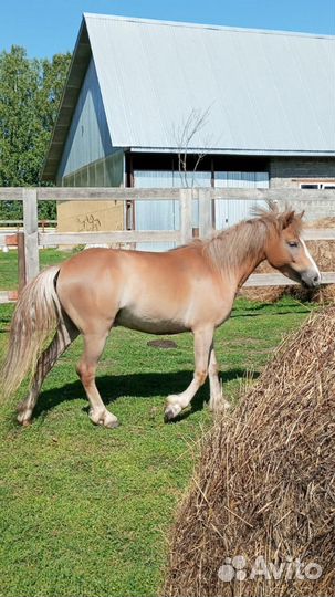 Пони, лошади