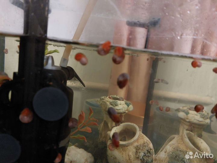 Улитки катушки