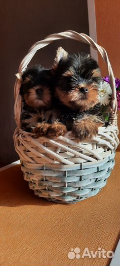 Йоркширский терьер