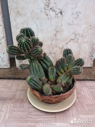 Кактусы и суккуленты