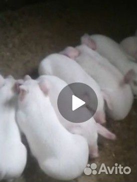Поросята ландрас 1.5 месяца