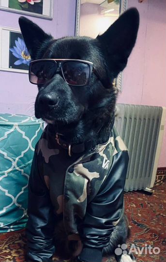 Кобель для вязки