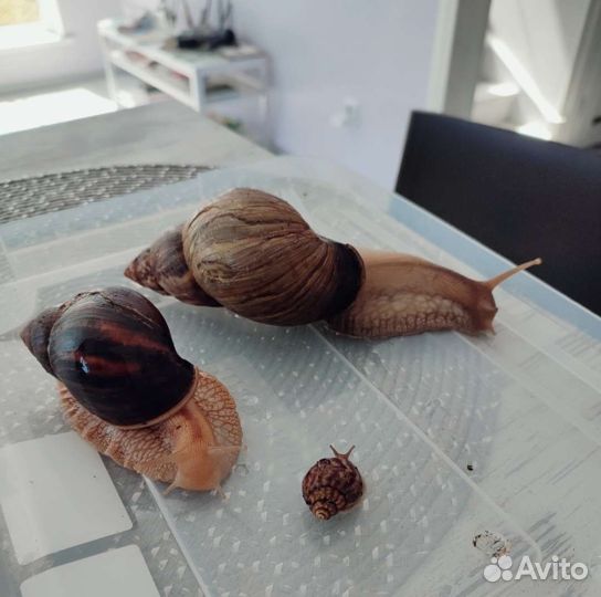 Улитки ахатины детки 3 - 4 см