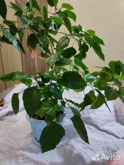 Розан, гибискус