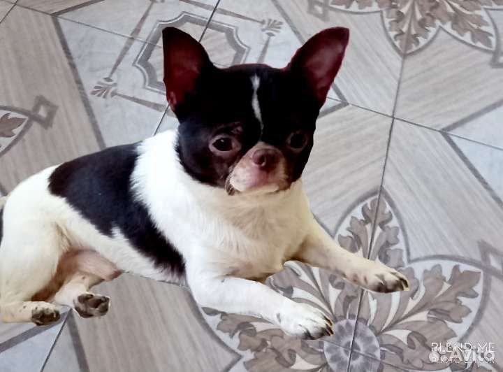 Вязка чих мини