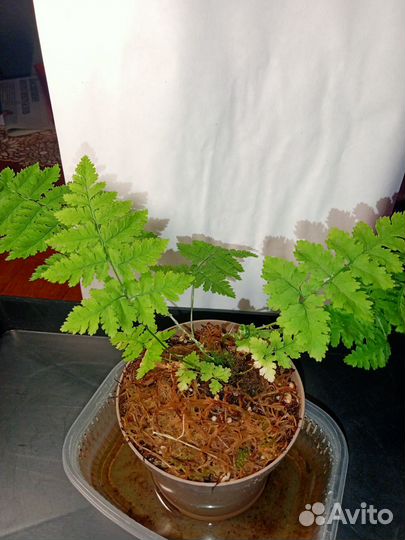 Папоротник комнатный