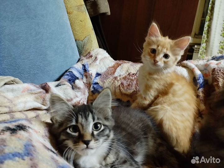 Отдам бесплатно