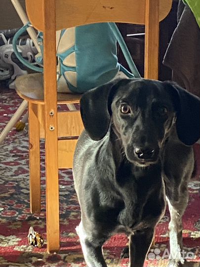 Такса в добрые руки