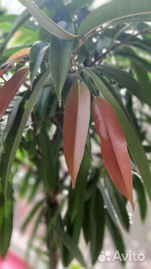 Фикус Амстел Кинг, почта