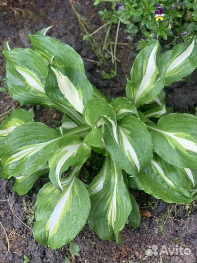 Хоста растение