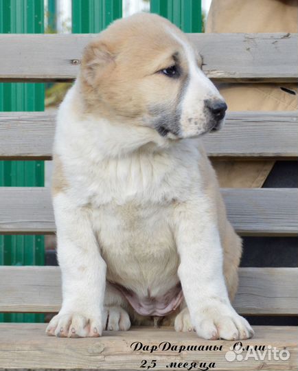 Девочки сао