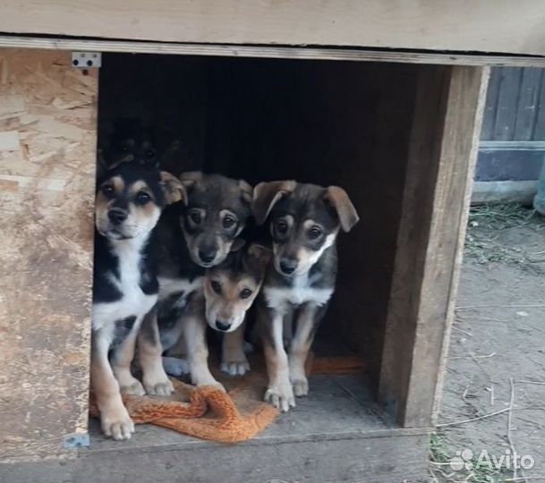 Щеночки помесь два месяца