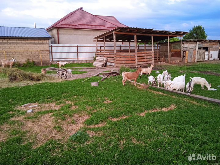 Козы и козлята