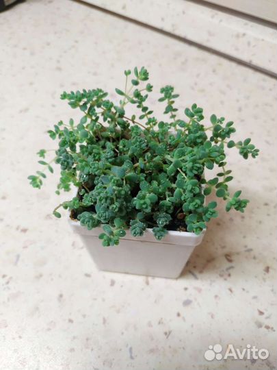 Седум дасифиллюм минор