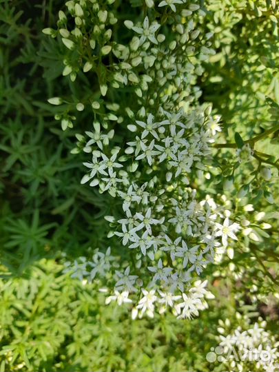 Почвопокровные растения многолетники