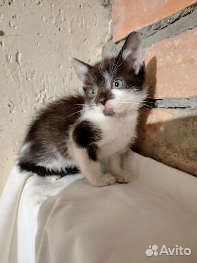 Котенок мальчик ищет дом