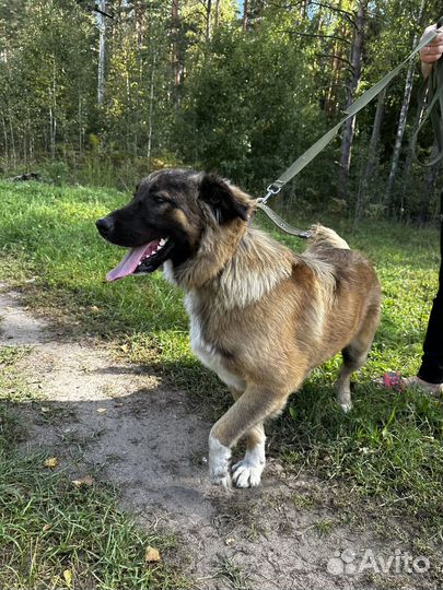 Собака в добрые руки мальчик