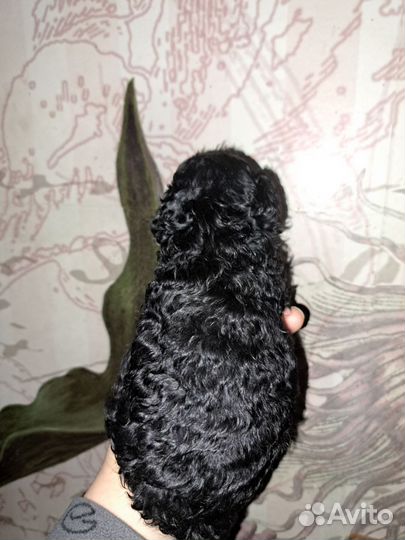 Пуделяшки кучеряшки