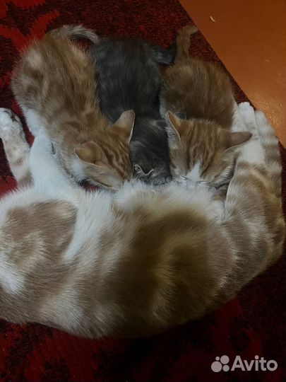 Шотландские кошки