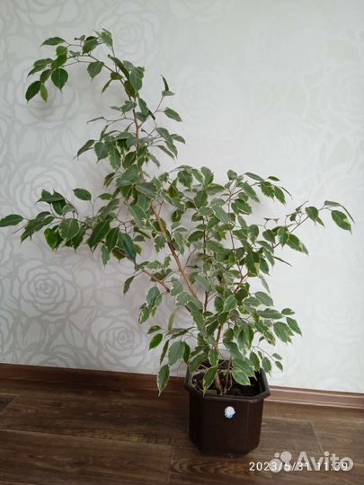 Фикус бенджамина