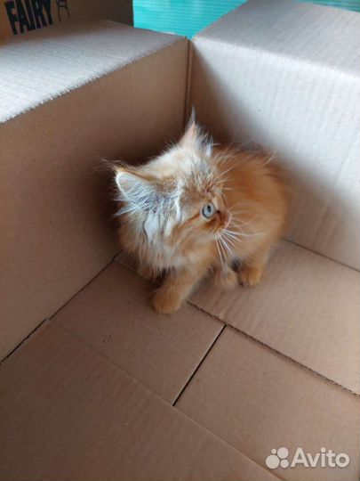 Рыжий котенок в добрые руки