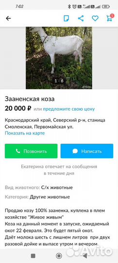 Чистопородные зааненские козочки