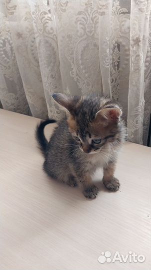 Котята помесь