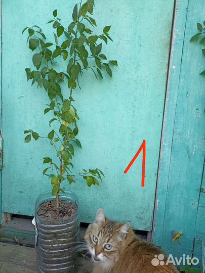 Саженцы алычи жёлтой и облепихи