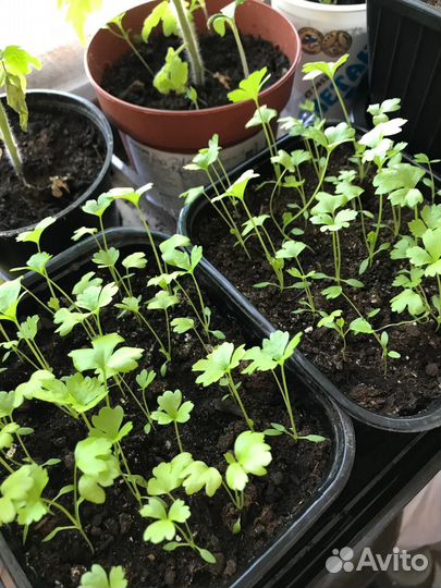 Черешковый сельдерей