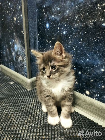 Котята мейн-кун