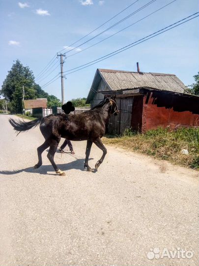 Русский рысак
