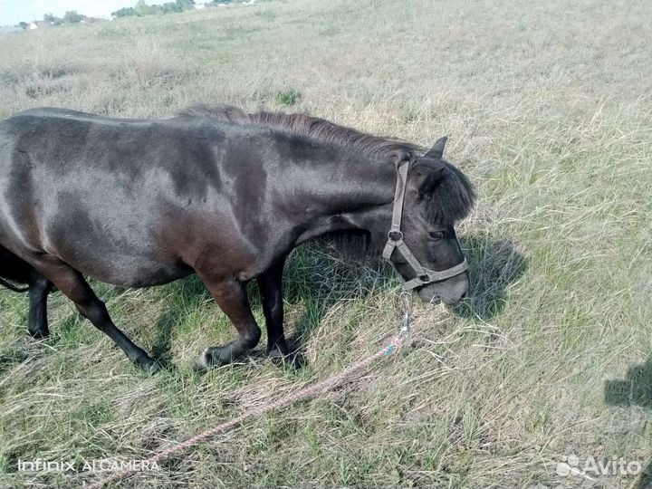 Шетлендская пони. Кобыла. 7 лет