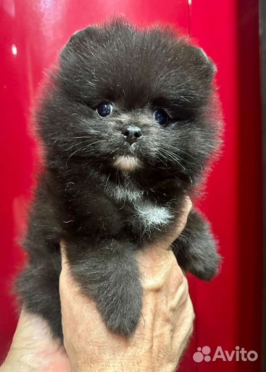 Померанский шпиц мини девочка