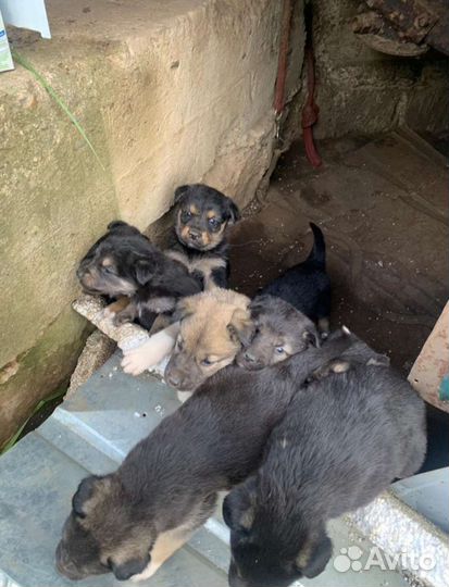 Отдам бесплатно щенки