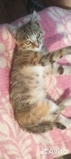 Котенок