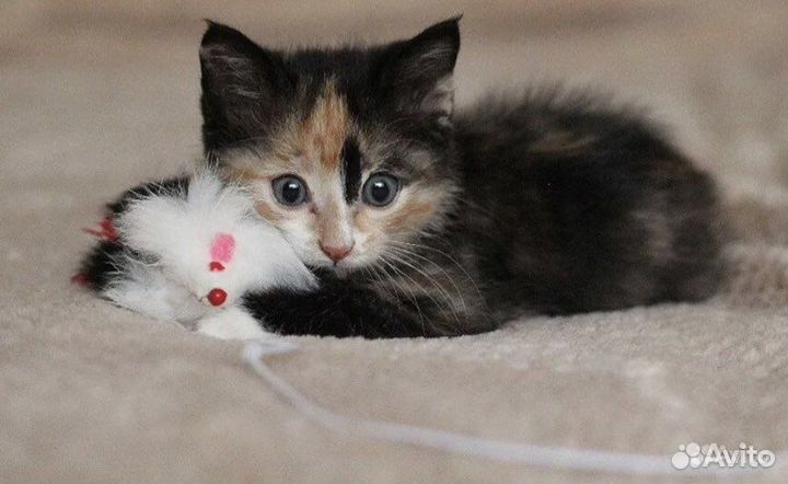 Кошка