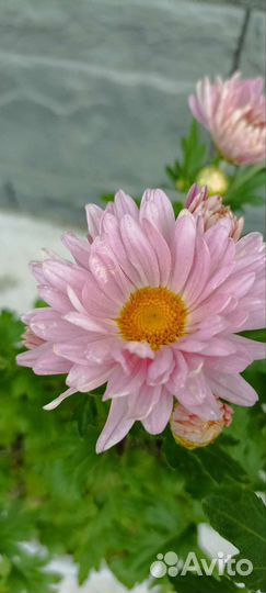 Хризантемы