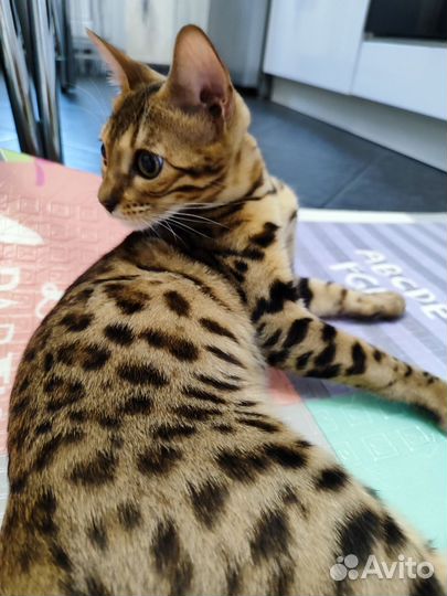 Бенгальская кошка