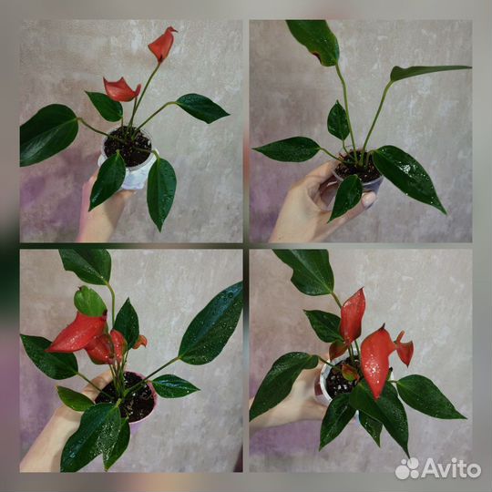 Комнатные цветы