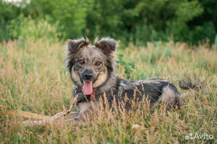 Очаровательная Челси в хорошие руки