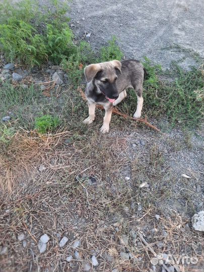 Щенок в добрые руки