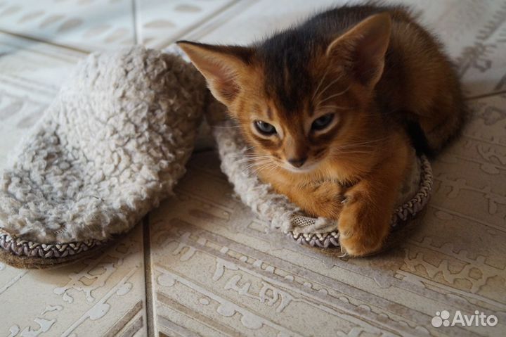 Абиссинские котята
