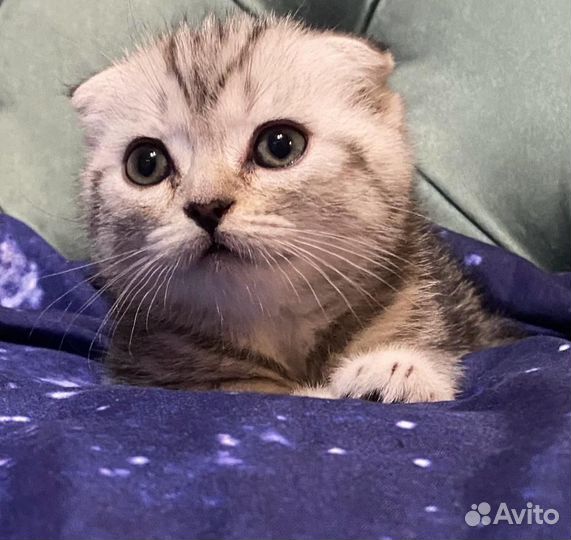 Шотландские котята