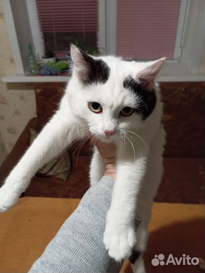 Котенок в добрые руки