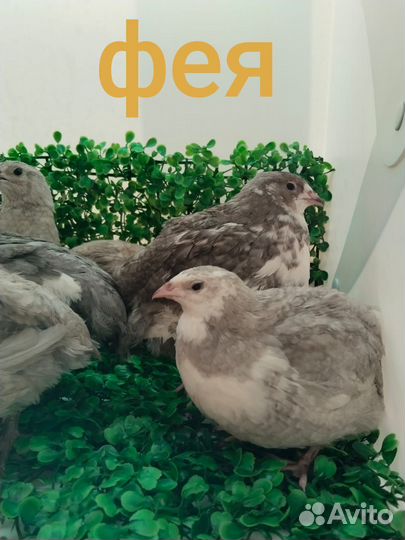 Перепела несушки