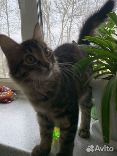 Котёнок в добрые руки; мальчик
