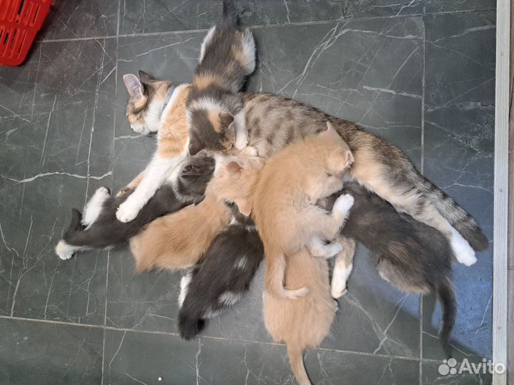 Котята в добрые руки