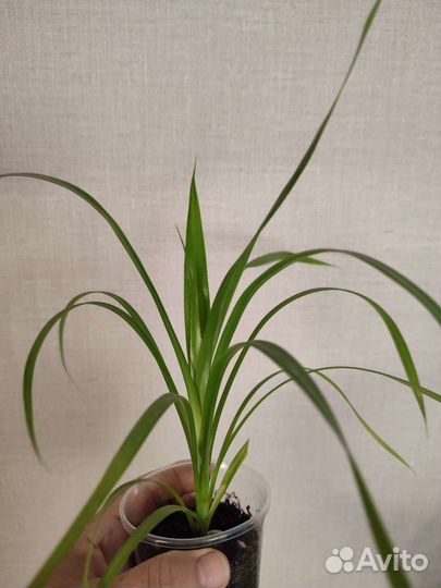 Пальма панданус