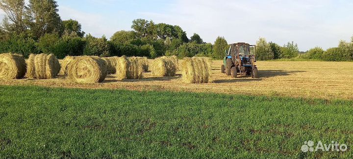 Сено в тюках и рулонах