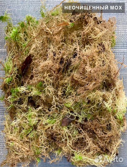 Мох Сфагнум живой